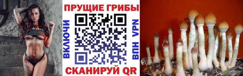 дарнет шоп  Верещагино  OMG зеркало  Галлюциногенные грибы Magic Shrooms 